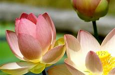 lotus ooreka planter cultiver plante