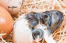 hatching chick