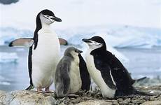 antarctica chinstrap penguins konrad wothe
