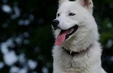 dog husky blue siberian sled blanc eye wolfdog inuit breed northern samoyed berger suisse tamaskan saarloos shepherd american eskimo laika
