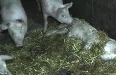 pigs twitching corpses animals dead forced live lie bloodied uncared floor hard some bloody