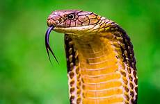 snakes reptiles cobra venomous worldatlas longest