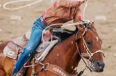 rodeo cowgirl roping calf horseback competing