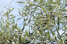 olivier schilliger plantation arrosage entretien conseil françois