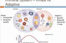 immune cancer innate adaptive sting nlrp3 responses figure