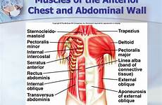 chest muscles abdominal wall muscular chapter system anterior ppt powerpoint presentation