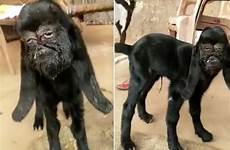 goat mutant human face india god worshipped being born