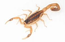 scorpion sting bark scorpions venom symptoms