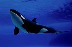 orca wallpapers mammals 4k animal facts desktop