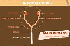 spay uterus ovaries reproductive organs neuter barkformore