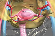 uterus transplant uterine transplantation surgeons grateful patient organ rg