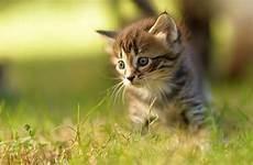 kitten katzen katze wallup wallpaperup