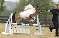 horse jumping mini miniature jumps horses stud names