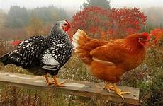 chickens tumblr beautiful roosters