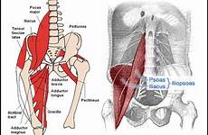 flexor hips stretches spieren heup iliopsoas femniqe flexors relieve pelvis abductor het psoas strongbody flexion noodzaak bend active hb posterior