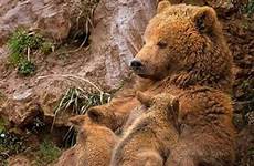 breastfeeding bear animals her mother young feeding nursing animal babies wild mothers via cubs brown marina cano mama bears ours