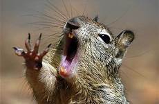 noooo squirrel meme memes funny quotes humor dramatic great nail jokes cute morning monday time reading oh lice good