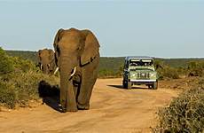 afrika sud afrique zuid rondreis südafrika addo reserves kaapstad rundreise praktische countries reise poaching uavs curb locals reveal voyage meso