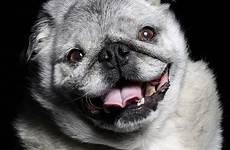 pug ugliest dogs mix dog old year chinese xolo chihuahua poodle hairless uglies california compete travels josie texas skin four