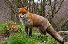 fox red foxes virginia percy george historic