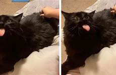cat back licking its owner when
