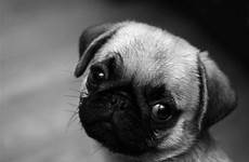 pug cute wallpaper pugs puppy wallpapers backgrounds funny baby puppies background screensavers desktop names top dog dogs cool animal face