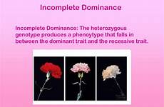 incomplete dominance ppt dominant heterozygous