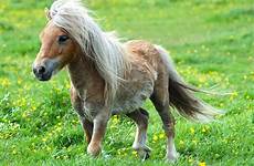 donner chevaux vont compagnie adopter envie miniature minis poneys