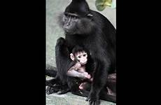 monkey baby mother chicago zingo schulz zoological kiwi jim society fourth zoo brookfield born july wttw