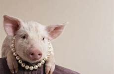 pearls swine before cast pigs pig don casting spanish do throw dogs proverbs give famous porcos wise cerdos perlas dont