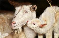 goats sheep lamb wallpaperup beautifulnow tambako weekly roberta grimes