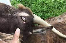 sick goats