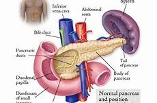 pancreas choi julian