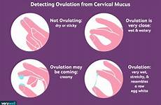 mucus cervical ovulation cervix discharge fertile vaginal serviks lendir cycle basal fertility detect kesuburan verywellfamily checking ovulate verywell detecting occur