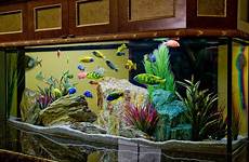 aquarium fish freshwater saltwater cool aquariums live tank decor water fresh decorations designs tropical beautiful tanks aquario peixes colorful house