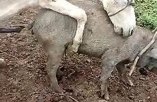 donkey taboo beast 1004 bestiality videoz zzz
