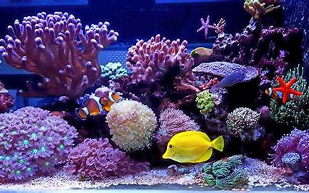 Choosing the Right Location for Your Saltwater Fish Tank