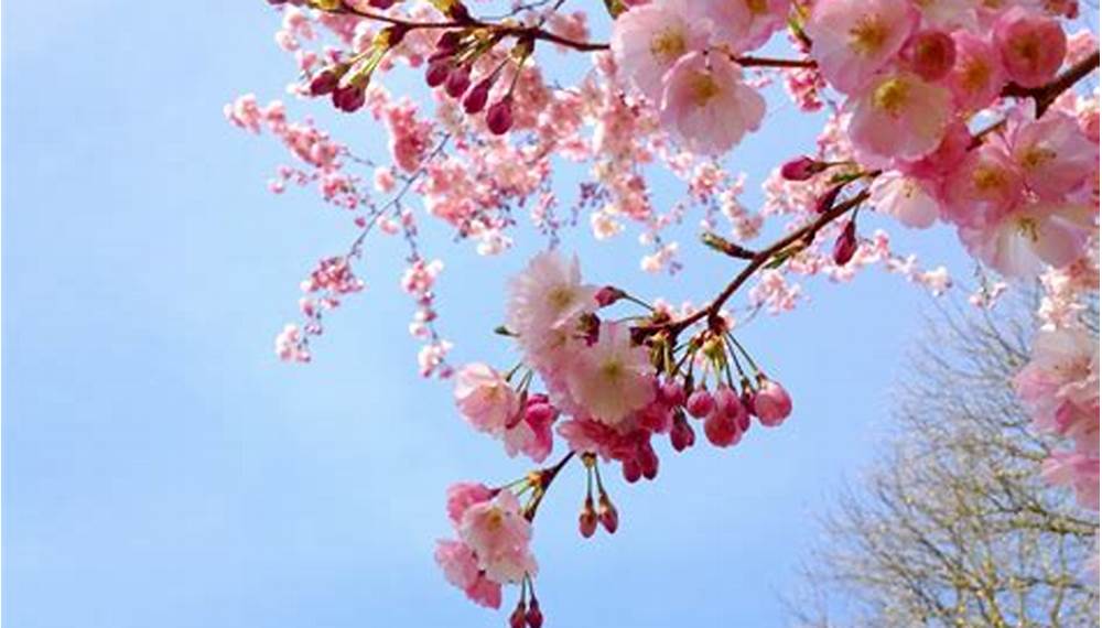 Melihat Bunga Sakura