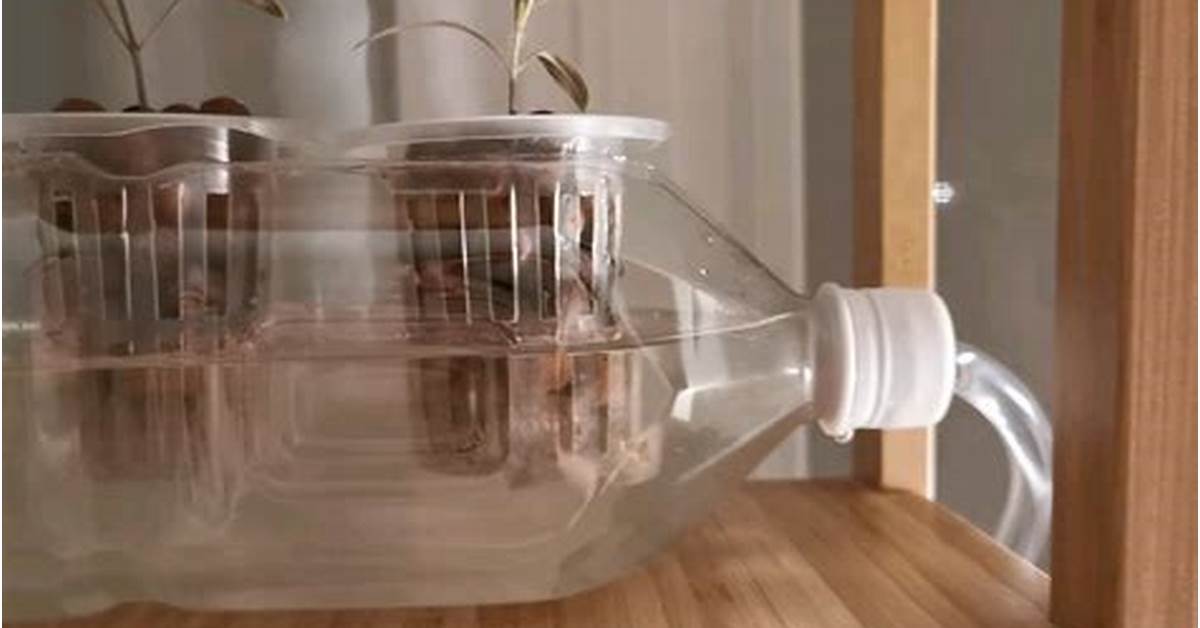 DIY hydroponic with bottles