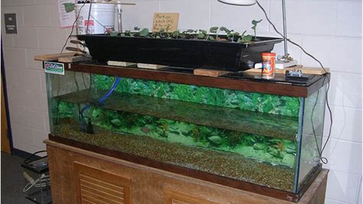 aquarium hydroponics