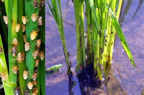 pengendalian penyakit tanaman padi