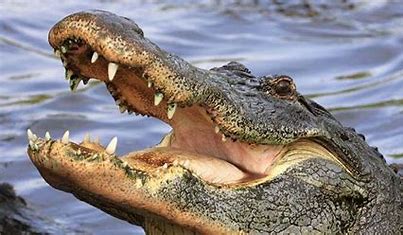 Image result for pics of aan alligator