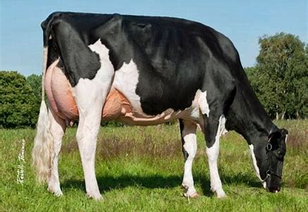 Image result for Holstein dairy