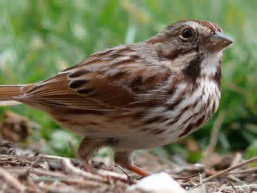Image result for photos of sparrow