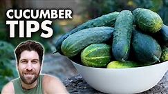 9 Tips to TRIPLE Your Cucumber Harvest!