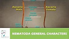 NEMATODA GENERAL CHARACTERS