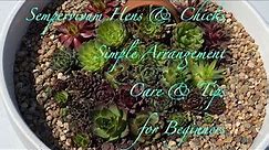 Sempervivum Hens & Chicks Succulent Arrangement || Care & Tips for Beginners