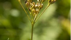 Chimen (Cavum carvi) - plante medicinale, beneficii și indicații terapeutice