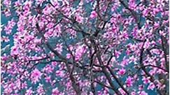 Yulan magnolia bloom on Jiuhuang Mountain