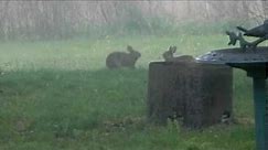 Bunnies Playing Leapfrog